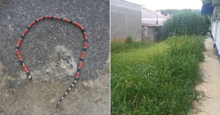 VÍDEO - Cobra-coral em estacionamento revela falta de roçada na ESF Jovino Cardoso, em Blumenau